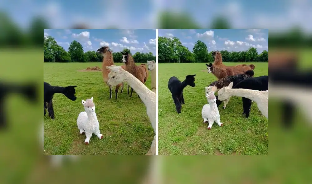 El popular clip consiguió miles de visualizaciones y decenas de ‘me gusta’ en la plataforma. Foto: composición LR/captura de YouTube