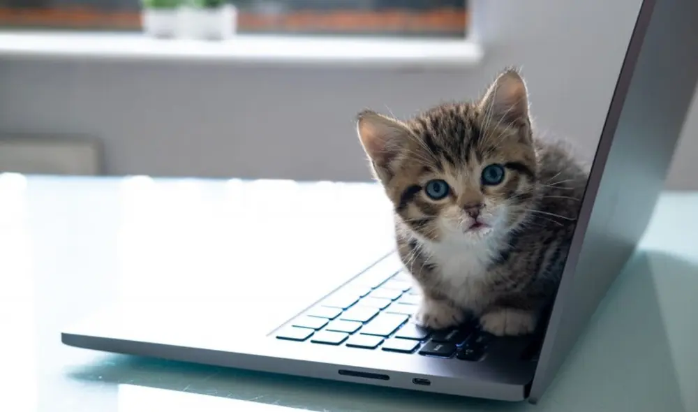 Los mininos eran considerados deidades en muchas culturas. Foto: Freepik