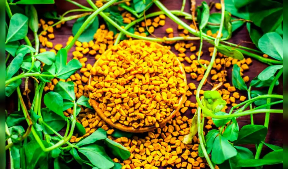 El fenogreco es una planta con flor que pertenece a la familia de las fabáceas. Foto: Webconsultas