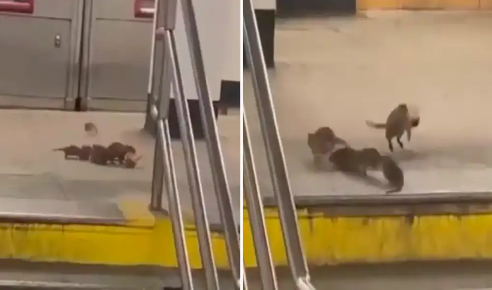 Al encontrar un enorme trozo de pizza no lo pensó 2 veces para compartirlo con sus crías. Foto: @louyiferrin/Facebook Al encontrar un enorme trozo de pizza no lo pensó 2 veces para compartirlo con sus crías. Foto: @louyiferrin/Facebook