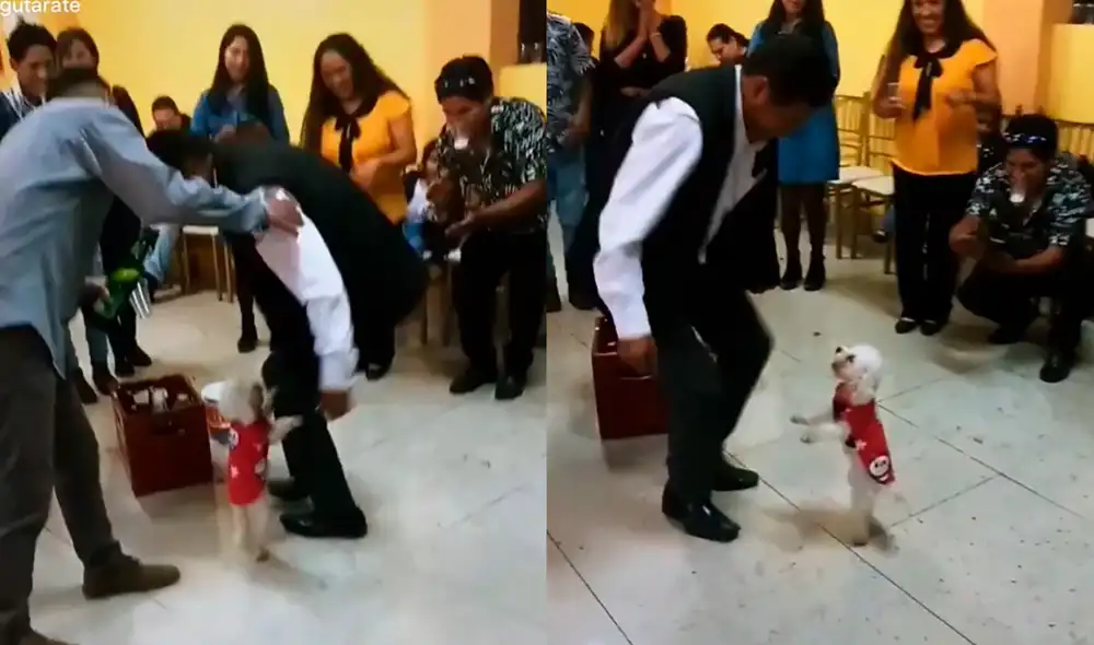 El animalito sorprendió con sus pasos de baile a sus familiares. Foto: composición LR/ captura de TikTok/ @gutarate El animalito sorprendió con sus pasos de baile a sus familiares. Foto: composición LR/ captura de TikTok/ @gutarate