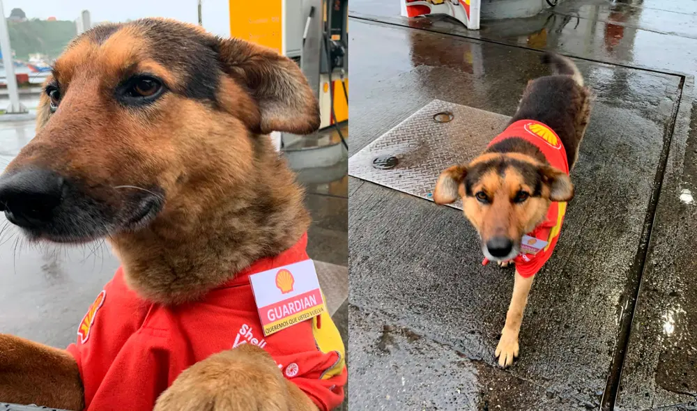 El perrito recibió su propio uniforme y un gafete para ser oficialmente la mascota de la gasolinera. Foto: composición LR/ captura de TikTok/ @Toño Armstrong Valenzuela