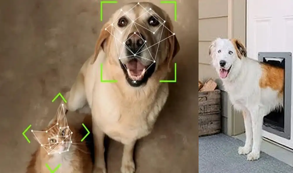 No es necesario que tu mascota vea fijamente la cámara para entrar. Foto: Yahoo