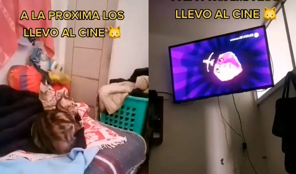 Los mininos estaban tranquilos mientras veían su película favorita. Foto: composición LR/ captura de TikTok/ @mundo.360 Los mininos estaban tranquilos mientras veían su película favorita. Foto: composición LR/ captura de TikTok/ @mundo.360