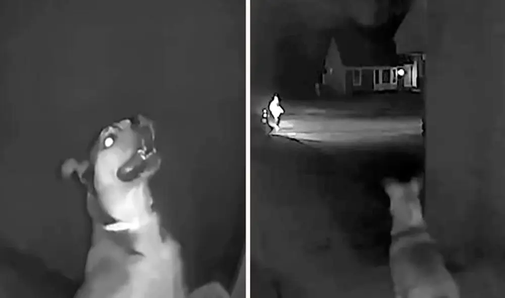 Usuarios manifestaron que no deben dejar a los perros en lugares que no conocen porque pueden creer que fueron abandonados. Foto: composición LR/Viral Narrativo Usuarios manifestaron que no deben dejar a los perros en lugares que no conocen porque pueden creer que fueron abandonados. Foto: composición LR/Viral Narrativo