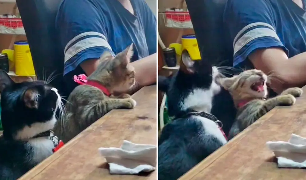 La grabación sumó alrededor de 400.000 reproducciones en la red social. Foto: composición LR/captura de TikTok/@marleneluna44 La grabación sumó alrededor de 400.000 reproducciones en la red social. Foto: composición LR/captura de TikTok/@marleneluna44