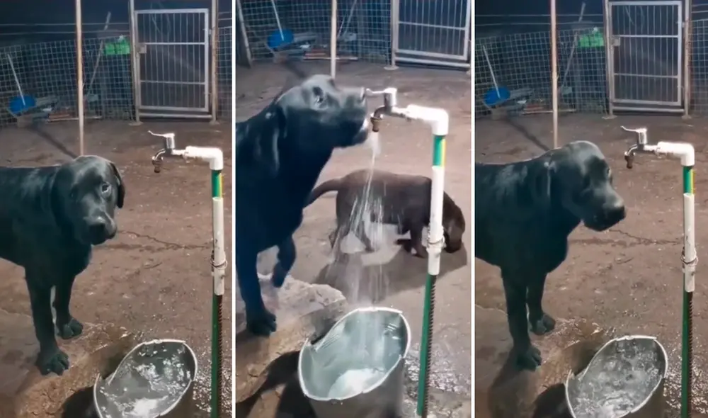 La gran inteligencia del peludito se robó el corazón de miles de usuarios en redes. Foto: composición LR /@cauvangtauhai