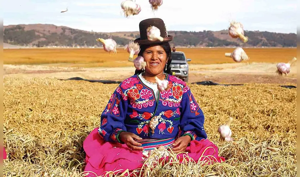 Vuelta de tuerca. Ácora se encuentra al sur de Puno. Sus agricultores ahora siembran ajo en reemplazo de la papa y quinua. Eso mejoró rentabilidad del campo. Foto: Juan Carlos Cisneros/La aRepública