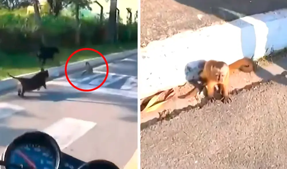 Algunos transeúntes se percataron de su buena intención, por lo que se ofrecieron a apoyarlo para que el animal estuviera a salvo. Foto: composición LR/YouTube/Clarín Algunos transeúntes se percataron de su buena intención, por lo que se ofrecieron a apoyarlo para que el animal estuviera a salvo. Foto: composición LR/YouTube/Clarín