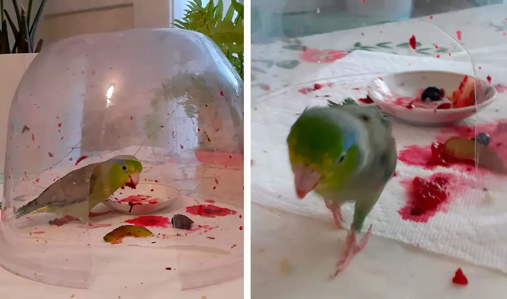 La joven cortó un protector de plantas y lo convirtió en el espacio ideal para que su ave disfrutara de sus alimentos. Foto: Tina Kirmis/ Facebook