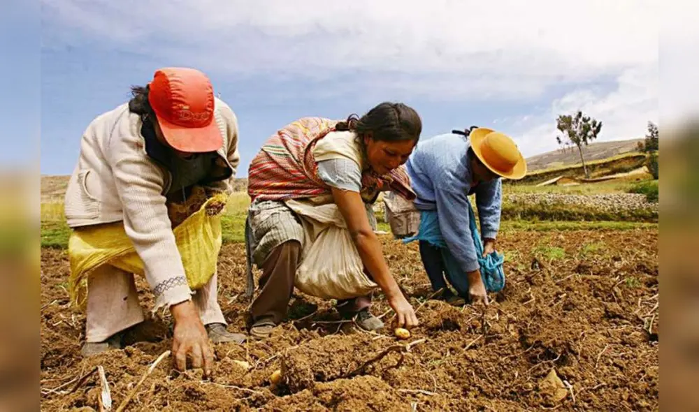 Equipo de trabajo también deberá realizar el diagnóstico del estado situacional de la producción agrícola y el abastecimiento de alimentos. Foto: Andina