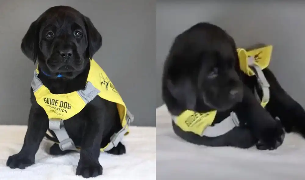 La tierna actitud de este cachorro se hizo viral en las redes sociales. Foto: composición LR/captura de YouTube/Camilo Morales Droguett La tierna actitud de este cachorro se hizo viral en las redes sociales. Foto: composición LR/captura de YouTube/Camilo Morales Droguett