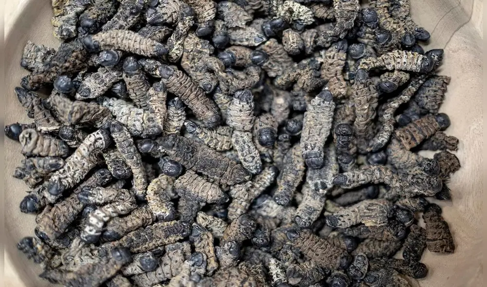 Un tazón de orugas mopanes secas presentado en una feria de alimentación. Foto: AFP Un tazón de orugas mopanes secas presentado en una feria de alimentación. Foto: AFP