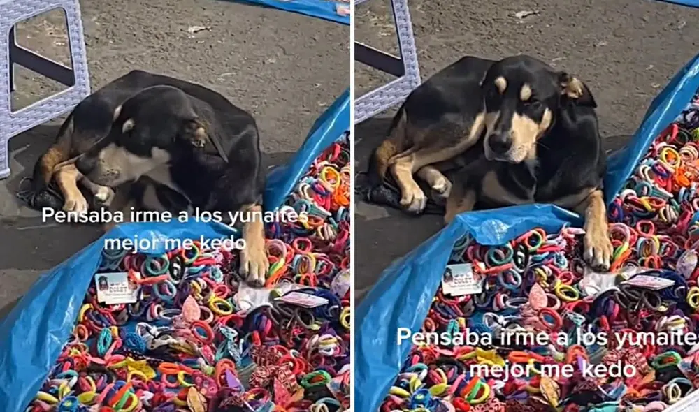 El viral clip compartido por el usuario Shiryu tuvo miles de reproducciones y reacciones. Foto: composición LR/captura de TikTok/@shiryuadrianzen El viral clip compartido por el usuario Shiryu tuvo miles de reproducciones y reacciones. Foto: composición LR/captura de TikTok/@shiryuadrianzen