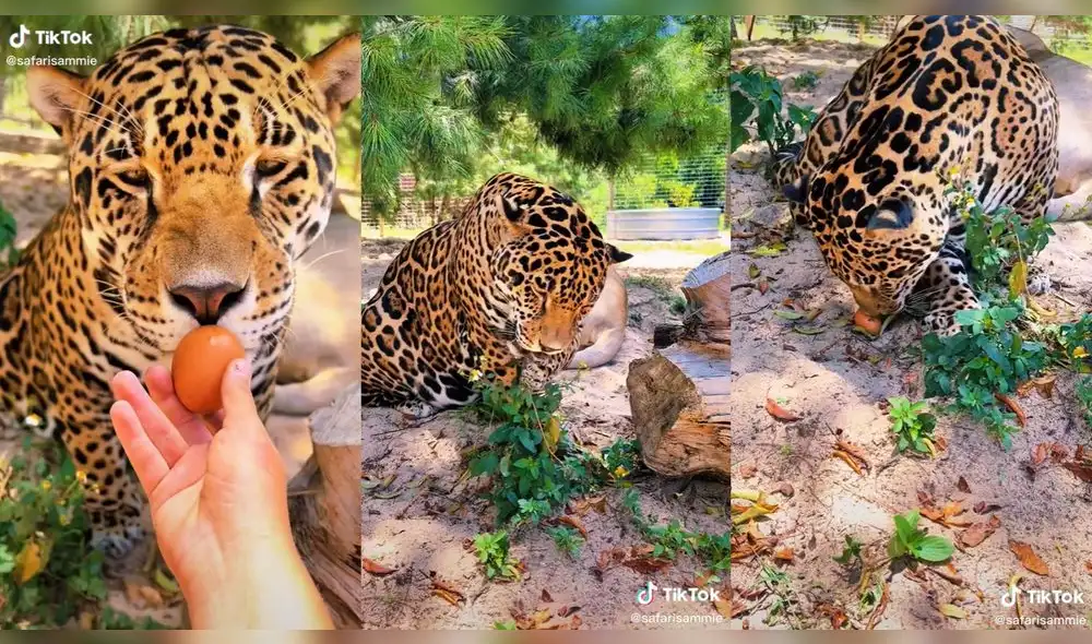 La mujer cuida diversos animales en un zoológico. Foto: composición LR/@richierodleon/TikTok