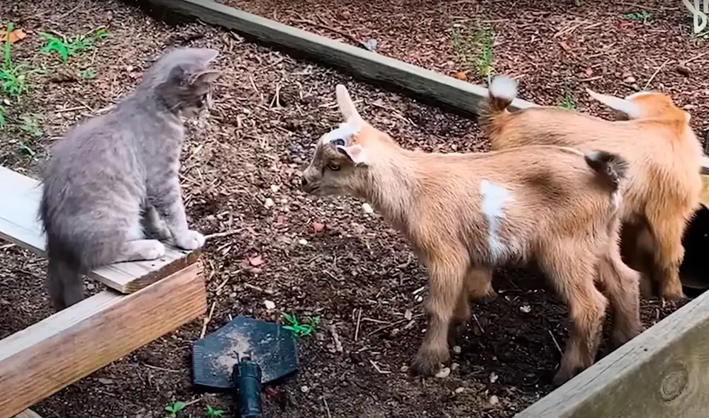 Conoce a historia de superación de GG, el gatito callejero. Foto: captura Youtube Conoce a historia de superación de GG, el gatito callejero. Foto: captura Youtube