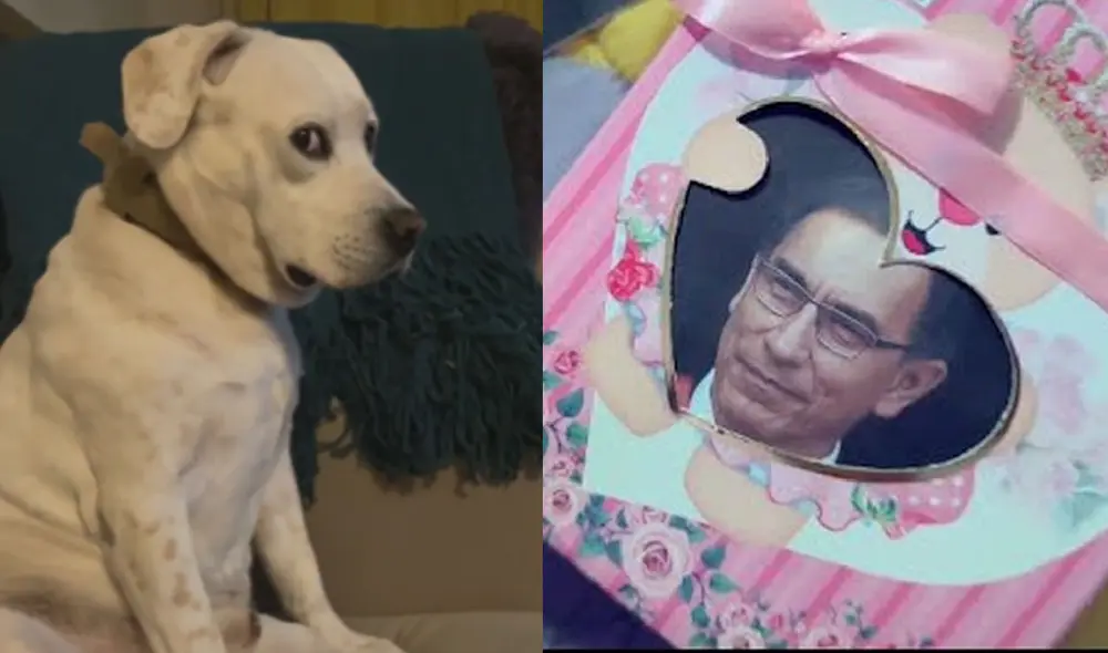 La graciosa expresión del animal no tardó en volverse tendencia en redes sociales. Foto: composición LR/captura de TikTok/@masqueunamigo