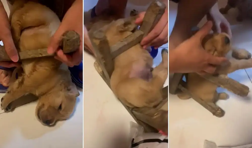 El video publicado en redes logró obtener miles de reproducciones y reacciones. Video: TikTok/@vang_diemthui