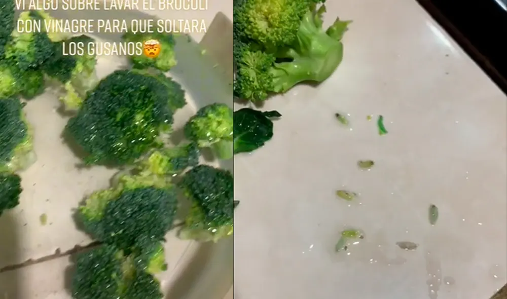 Según un especialista, estos gusanos son inofensivos. Foto: composición LR/capturas de TikTok/@Civvonepacheco Según un especialista, estos gusanos son inofensivos. Foto: composición LR/capturas de TikTok/@Civvonepacheco