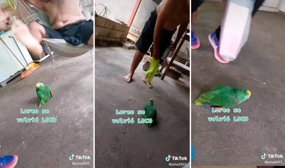 ‘Te necesito mi amor’, “Eso me atraes”, fueron solo algunas frases que dijo el loro. Foto: composición LR/@joha2507_ ‘Te necesito mi amor’, “Eso me atraes”, fueron solo algunas frases que dijo el loro. Foto: composición LR/@joha2507_