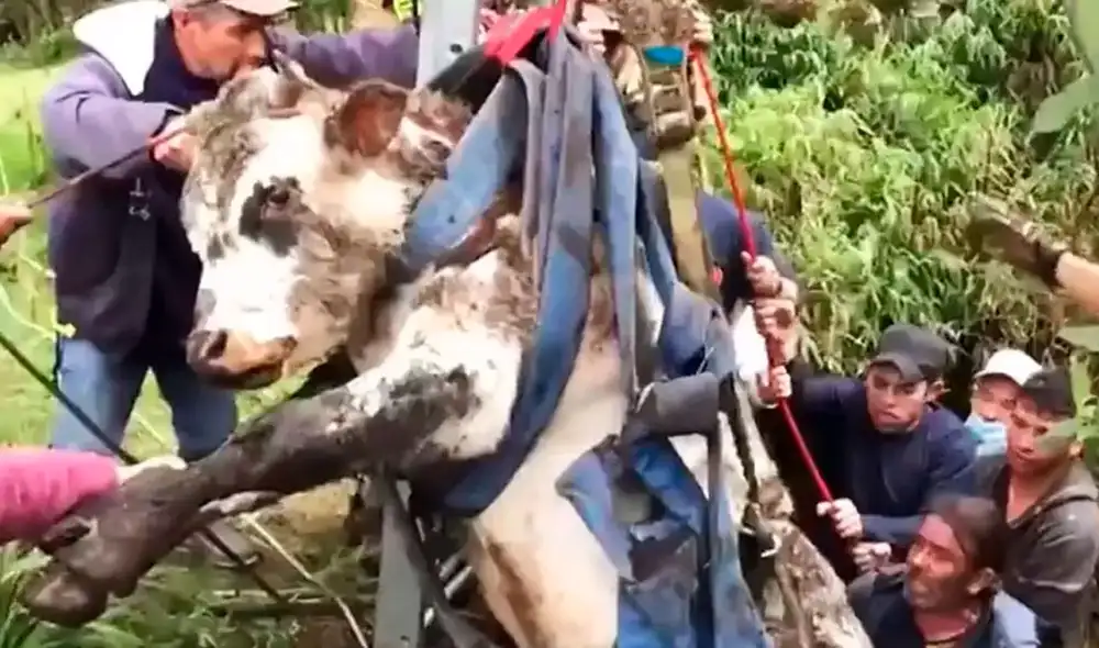 El bovino quedó atrapado en la parte alta de la localidad bogotana, junto a los cerros que rodean a la ciudad. Foto: @BomberosBogota/Twitter El bovino quedó atrapado en la parte alta de la localidad bogotana, junto a los cerros que rodean a la ciudad. Foto: @BomberosBogota/Twitter