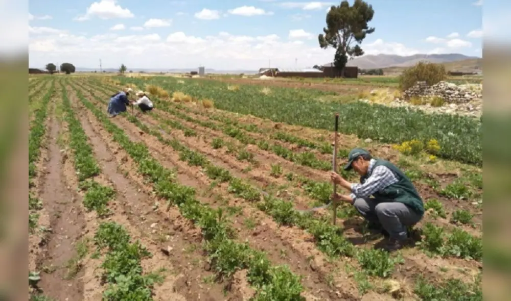 El arroz ha presentado una retracción de 1,5% con relación a su siembra debido al aumento en el costo de la urea. Foto: Andina El arroz ha presentado una retracción de 1,5% con relación a su siembra debido al aumento en el costo de la urea. Foto: Andina