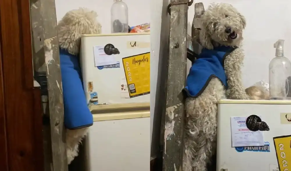 La mascota fue descubierta por su dueña cuando intentaba robarse una bolsa de pan. Foto: composición LR/captura de TikTok/@violestt