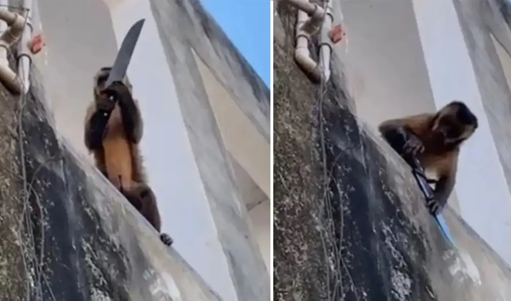 El instituto Chico Mendes atrapó al monito y lo juntó con otros diez primates de la misma especie en un refugio provisional. Foto: composición LR / Twitter: @santiagobo_