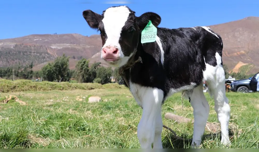 Terneros de raza Holstein nacieron por inseminación artificial en Cajamarca. Foto: GORE Cajamarca.