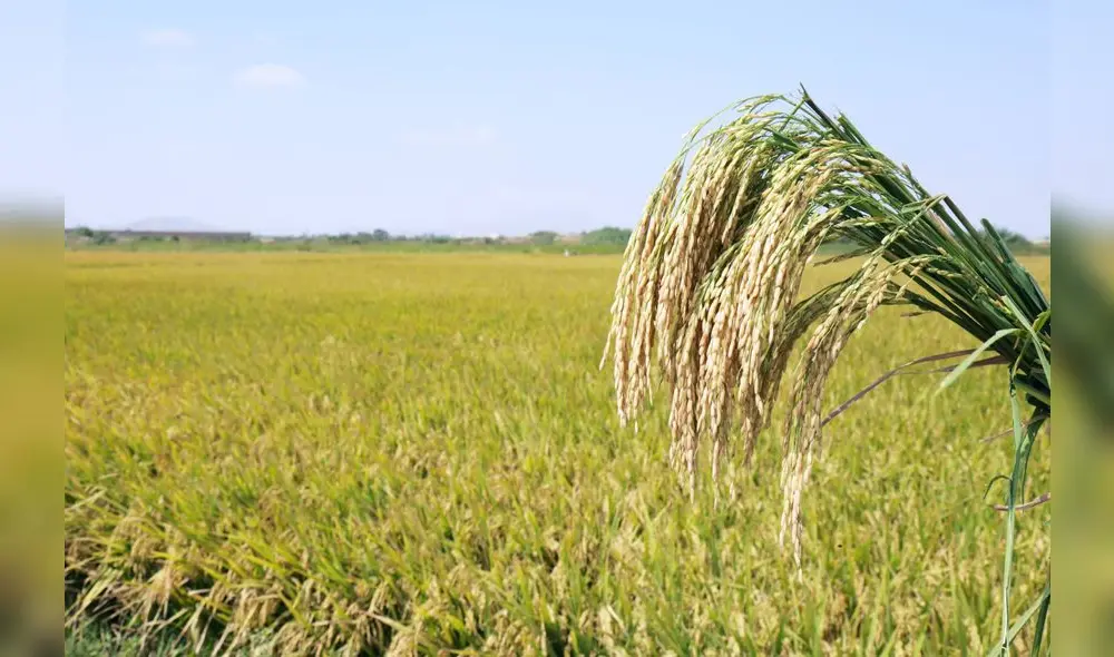 DGESEP indicó que la caída del cultivo de arroz sería solo de 2,1% a nivel nacional. lo que no implicaría un problema de abastecimiento.
Foto: Andina DGESEP indicó que la caída del cultivo de arroz sería solo de 2,1% a nivel nacional. lo que no implicaría un problema de abastecimiento.
Foto: Andina