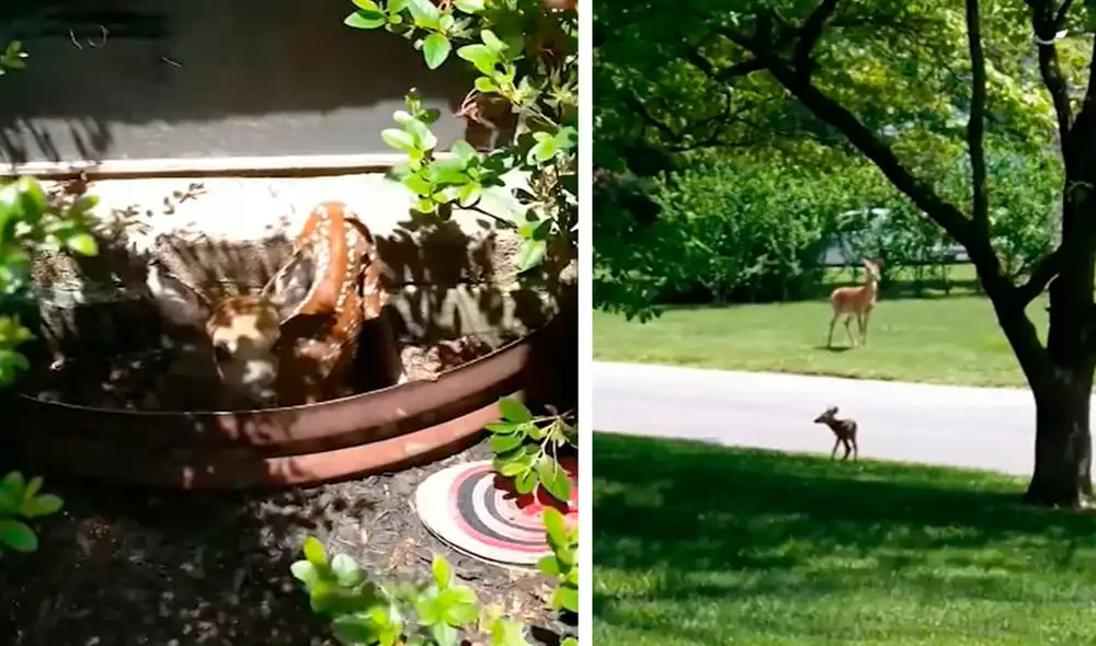 Durante un paseo, un hombre escuchó unos ruidos extraños y descubrió que se trataba del llanto de un indefenso animal. Foto: composición de LR/Clarín Durante un paseo, un hombre escuchó unos ruidos extraños y descubrió que se trataba del llanto de un indefenso animal. Foto: composición de LR/Clarín