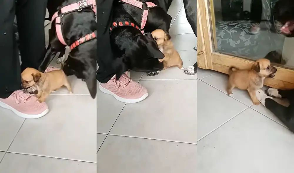 El perrito grande solo quería jugar con el más pequeño. Foto: composición/ ViralHog/ YouTube El perrito grande solo quería jugar con el más pequeño. Foto: composición/ ViralHog/ YouTube
