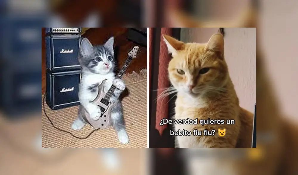 La grabación del travieso Canelito ha sido vista más de 2,6 millones de veces. Foto: composición LR/TikTok/@canelitobabycat