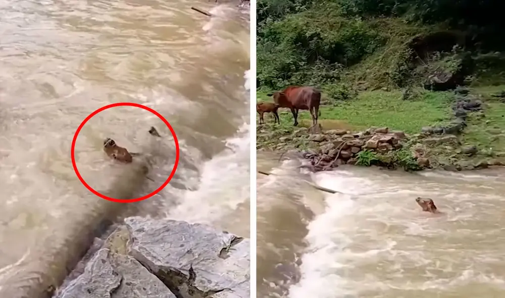 Un joven fue testigo de la rápida acción que tuvo un ternero para evitar separarse de su familia tras cruzar un río. Foto: composición de LR/Clarín Un joven fue testigo de la rápida acción que tuvo un ternero para evitar separarse de su familia tras cruzar un río. Foto: composición de LR/Clarín