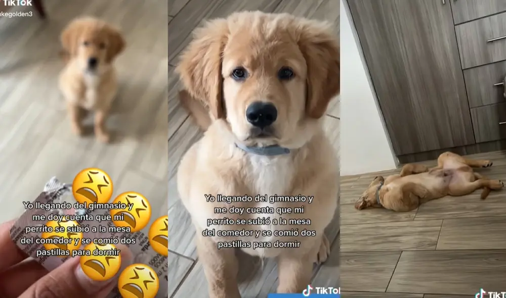 El perrito se quedó dormido luego de ingerir las pastillas. Foto: composición LR/@dukegolden3/capturas de TikTok