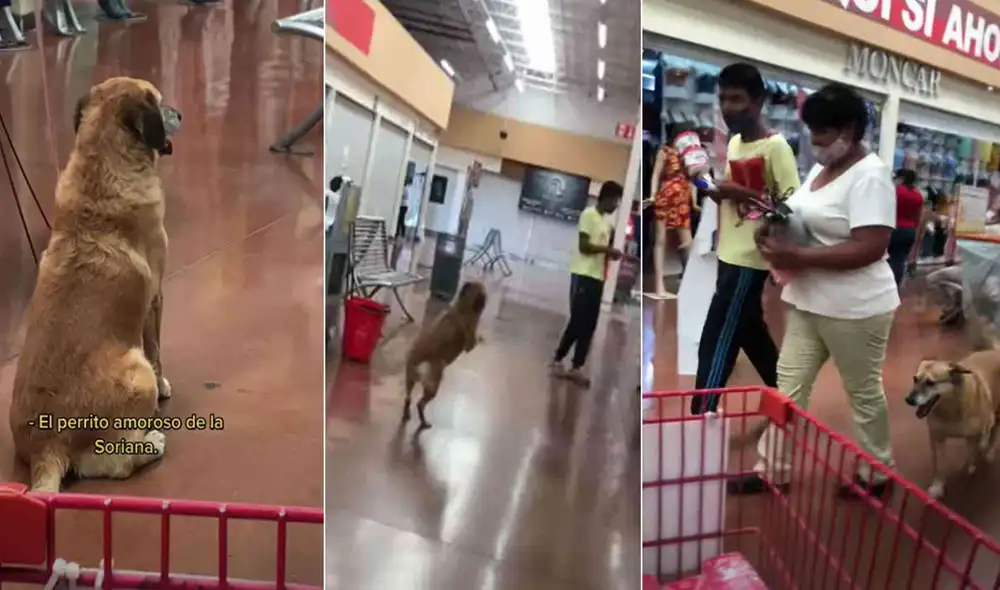 Miles de usuarios quedaron cautivados con la conducta de este perrito. Foto: composición LR/captura de TikTok/@lagio_lopez