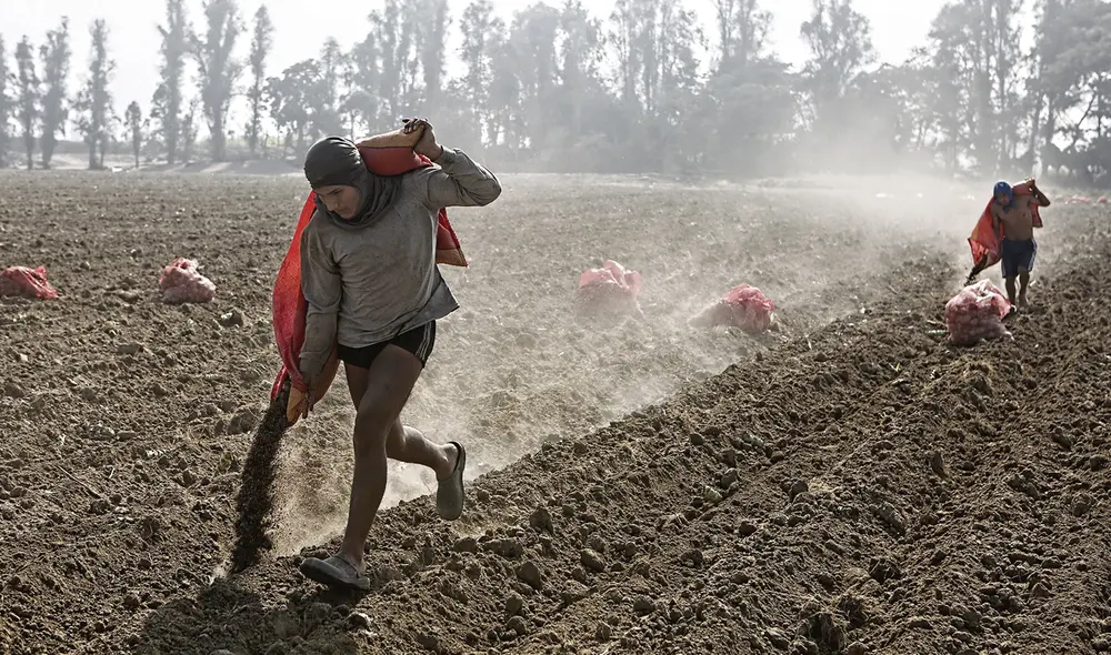 Cosecha. Se sembrarían 2.585 hectáreas menos de arroz que el año pasado. Foto: Marco Cotrina/La República Cosecha. Se sembrarían 2.585 hectáreas menos de arroz que el año pasado. Foto: Marco Cotrina/La República