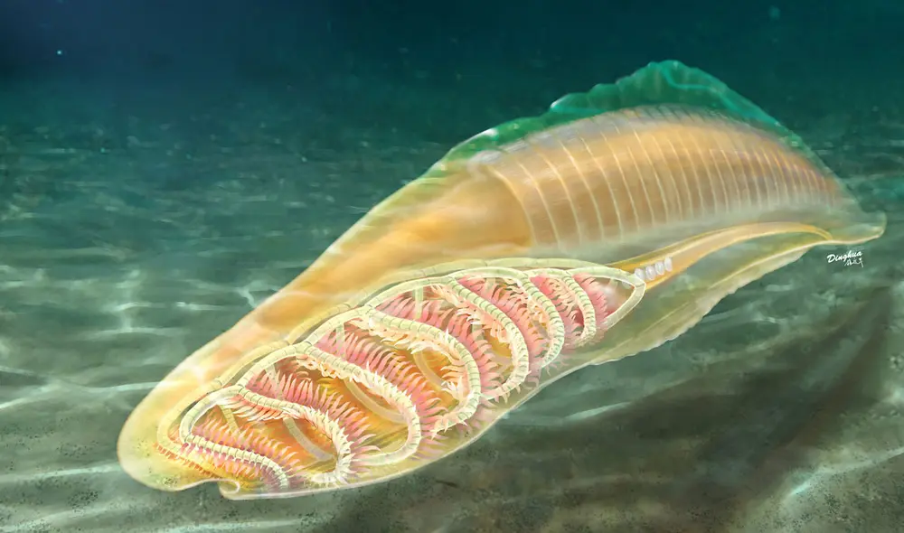 Reconstrucción artística de un yunnanozoo. Imagen: Yang Dinghua