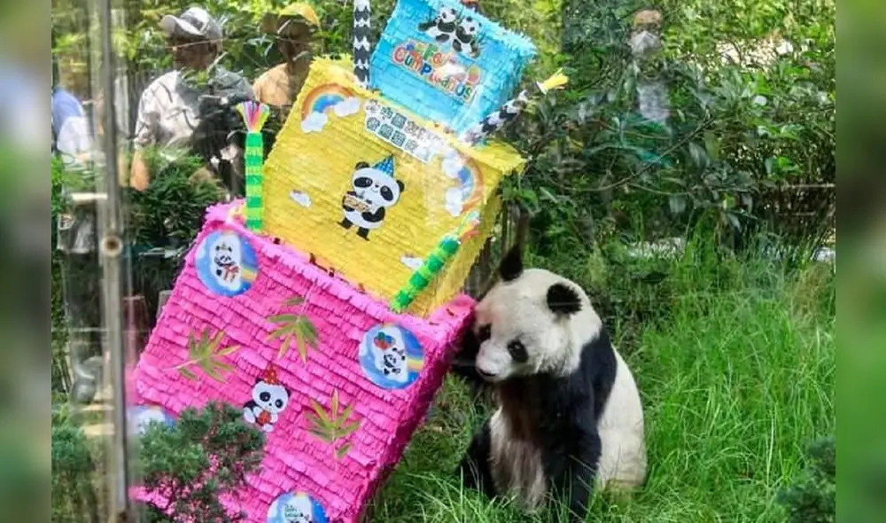 La panda junto a su pastel y obsequios en su último día de vida. Foto: Secretaria del Medio Ambiente de México La panda junto a su pastel y obsequios en su último día de vida. Foto: Secretaria del Medio Ambiente de México