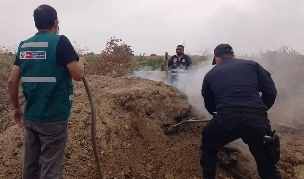 Los especialistas constataron la tala ilegal de 53 árboles de algarrobo. Foto: Serfor Los especialistas constataron la tala ilegal de 53 árboles de algarrobo. Foto: Serfor