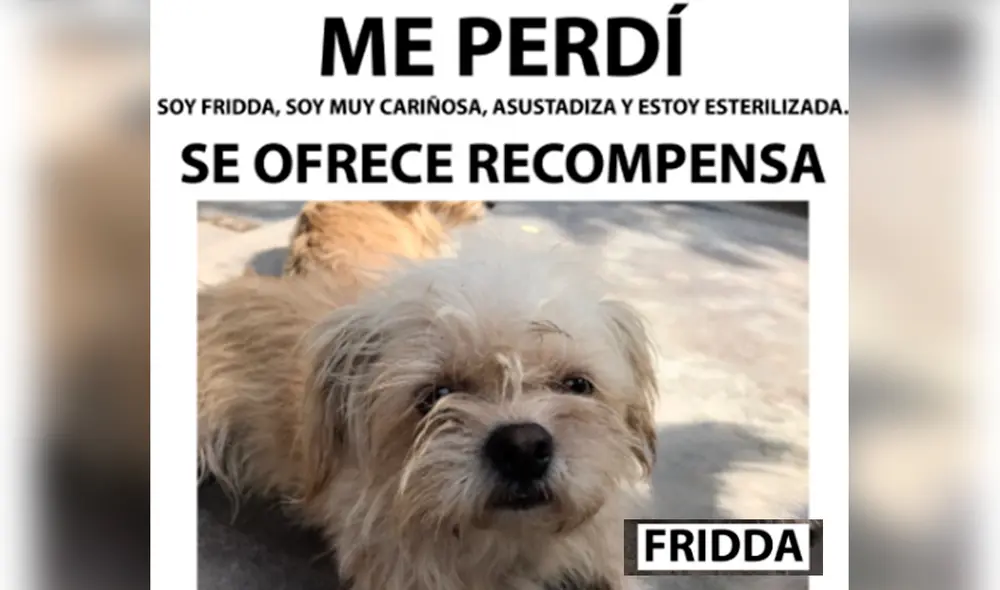 Fridda está perdida desde hace varios días. Foto: difusión