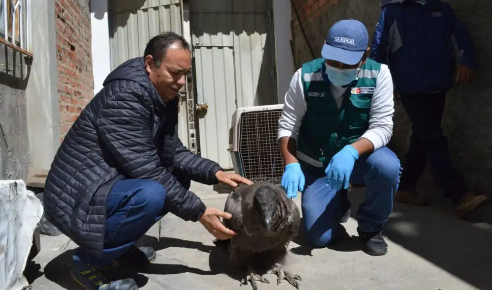 La cría de cóndor fue trasladada desde el caserío en mención hasta la ciudad de Huaraz. Foto: Serfor La cría de cóndor fue trasladada desde el caserío en mención hasta la ciudad de Huaraz. Foto: Serfor