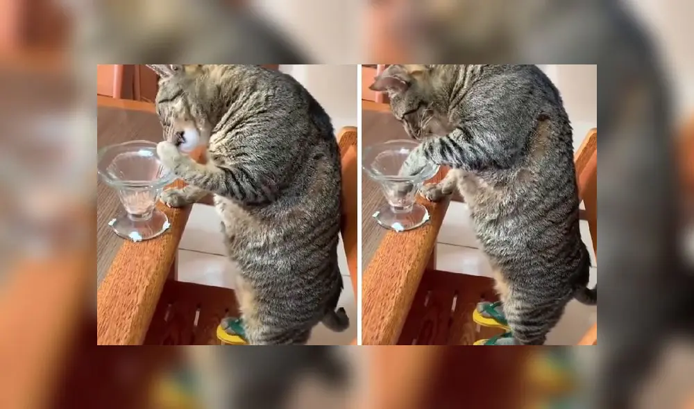 El clip protagonizado por el felino sumó alrededor de 12 millones de reproducciones. Foto: composición LR/captura de TikTok/@josuecmendoza