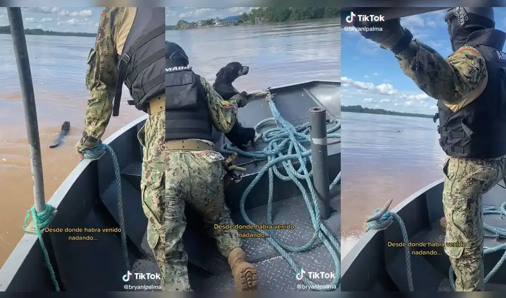 El cachorro se puso agresivo al sentir las manos del rescatista. Foto: composición LR/captura de TikTok/@bryanlpalma El cachorro se puso agresivo al sentir las manos del rescatista. Foto: composición LR/captura de TikTok/@bryanlpalma