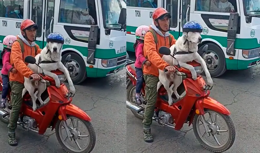 El perrito enterneció a miles de usuarios por mostrarse tranquilo mientras iba en el vehículo. Foto: composición LR/ captura de TikTok/ @prixanyflorss