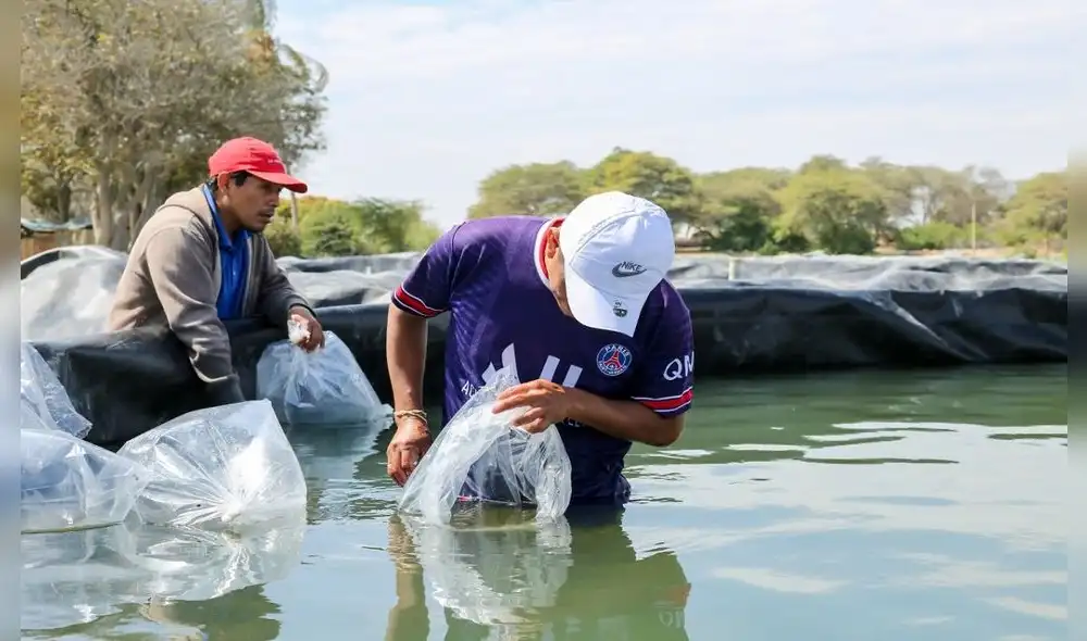 Pequeños productores se reactivan en la siembra de tilapias. Foto: La República