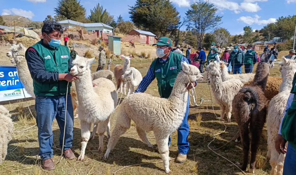 La campaña nacional de protección del ganado busca asistir a cerca de 1 millón 939.900 cabezas de alpacas y ovinos con un presupuesto de más de S/ 7 millones 197.000. Foto: Agro Rural La campaña nacional de protección del ganado busca asistir a cerca de 1 millón 939.900 cabezas de alpacas y ovinos con un presupuesto de más de S/ 7 millones 197.000. Foto: Agro Rural