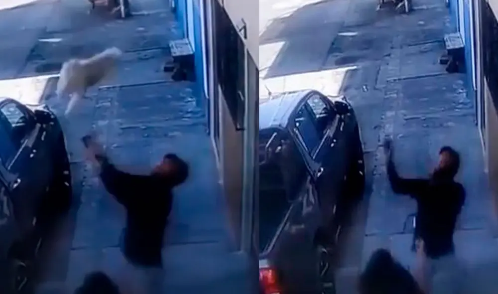 Miles de usuarios quedaron impresionados al ver esta impactante escena. Foto: composición LR / captura de YouTube / The Dodo