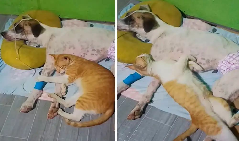 Sus dueños trataron de separarlos; sin embargo, el felino se resistió y permaneció al lado de su ‘fiel compañero’. Foto: composición de LR/Facebook/Clarín