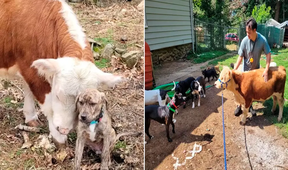 La historia de Haru ha conmovido a miles en las redes sociales. Foto: Facebook / Amber Sullivan